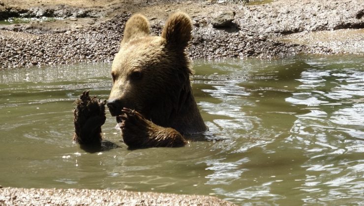 Bursa’da koruma altındaki ayıların havuz sefası