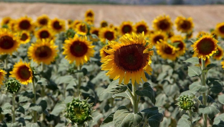 Edirne’de kuraklık nedeniyle ayçiçeği ekili tarlalar kurudu