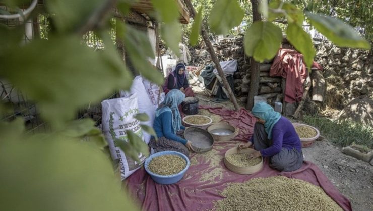 Tunceli’de 1500 dekarda üretilen tescilli dut, köylülerin geçim kaynağı oldu