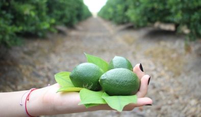 Üreticiler yeni limon hasadıyla fiyatların dengelenmesi bekleniyor